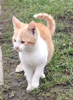 Darujem rozkošné ryšavé mačiatko 🐱