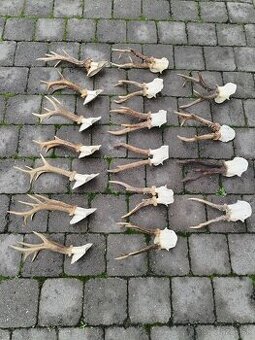 Srnčie trofeje parohy