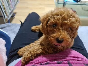 Pudel trpasliči - 1