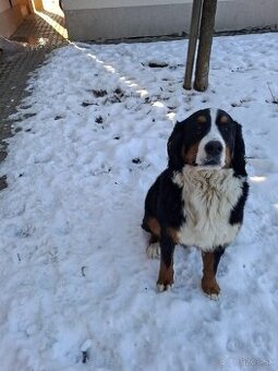 Bernsky salašnícky pes (fenka)