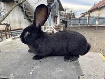 Belgický obor - čierny, albín