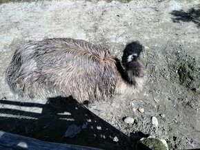 Emu australsky - 1