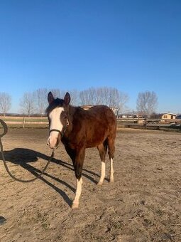 Quarter horse Gunner