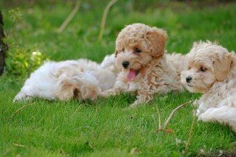 Maltipoo (malteze +Pudel = maltipoo)