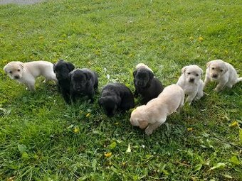 Labrador retriever - šteniatka bez PP