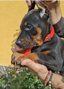 DOBERMAN ŠTENIATKA S FCI P.P