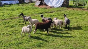 Romanovska ovca, Baran Dopper, Texel a Šarolak