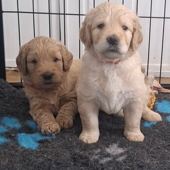 Goldendoodle