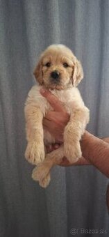 Goldendoodle po rodičoch s pp