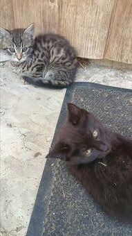 Maciatka Kocurikovia