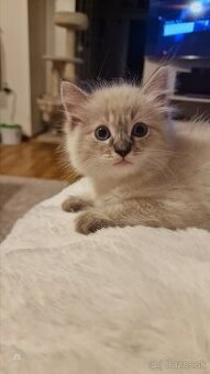 Ragdoll kocúrikovia:)