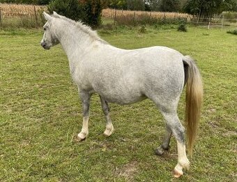 Predám - vymením  Ponik kobylka 130 cm vkh