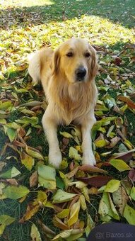 Zlatý retriever na krytie