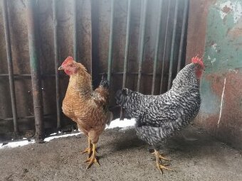 Predám mladých kohútov