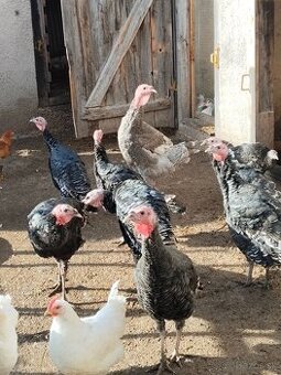 Predám bronzové morky