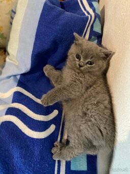 Predám britske mačiatka