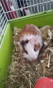 Darujem morské prasiatka