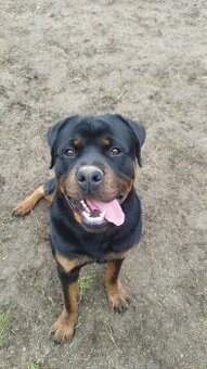 Rottweiler na krytie