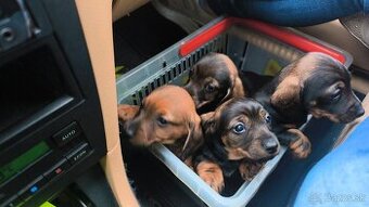 Trpaslíci jazvečík