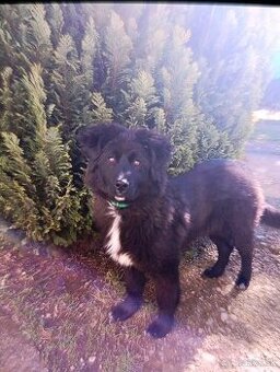 Border kólia vlčiak