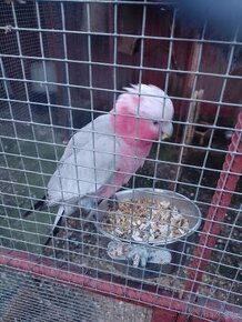 Kakadu ružový - 1
