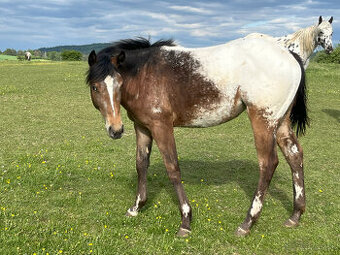 Ročná kobylka Appaloosa