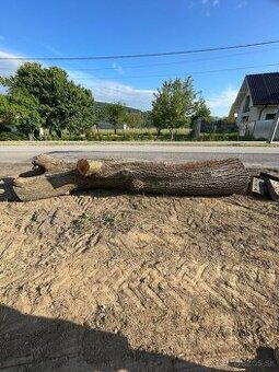 Na predaj – kvalitný kmeň orecha, priemer 90 cm, dĺžka 3,5m