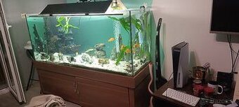Predaám 500l akvárium
