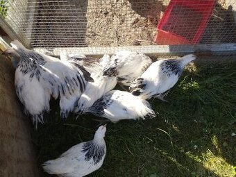 10 týždňové Sasex, Orpington, Faverolky,Marans