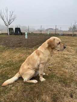 Labrador retriever