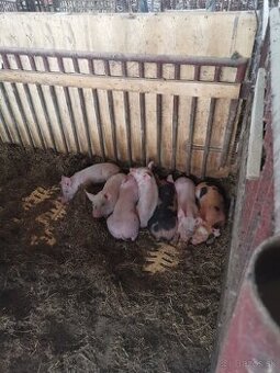 Predám odstavčata váha cca 27kg
