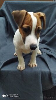 Jack Russel Teriér.