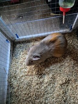 Morské prasiatko+voliéra