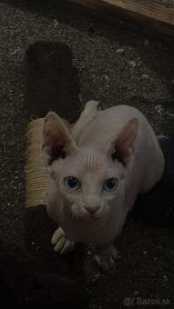 Sphynx mačiatka