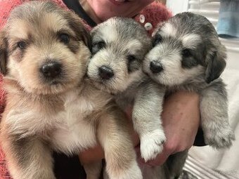 Hladame domov❤️ REZERVOVANE🤗