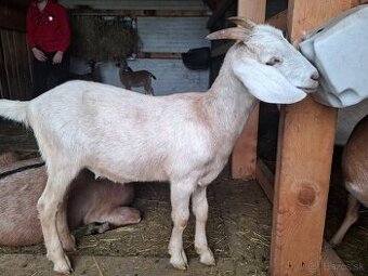 Predám anglonubízske kozy