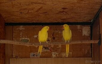 Alexander maly lutino