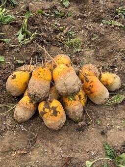 Predám krmnu repu burginu