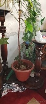 Ponúkam na predaj stojany na kvety.