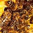 Predám odložence (včely)