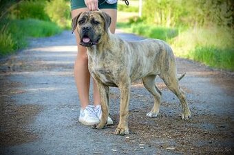 Fenka Cane Corso s PP FCI