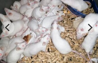 Laboratórne myši