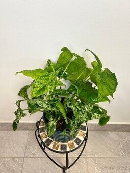 Syngonium podophyllum mottled ‚Mojito‘