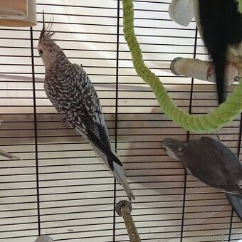 Korely Perlove vystavne ručne dokrmene