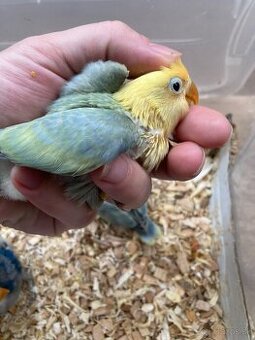 Rucne dokrmovane agapornisy fischer tyrkys opalin euwing