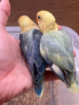 Rucne dokrmovane agapornisy fischer tyrkys opalin euwing