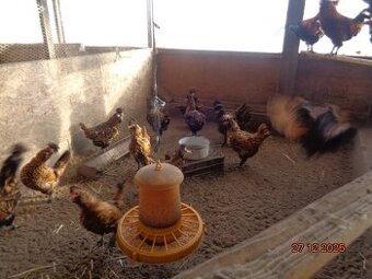 Sliepky Pavlovskej zlatej kury