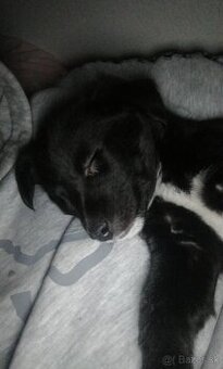 Austrálian Shepherd