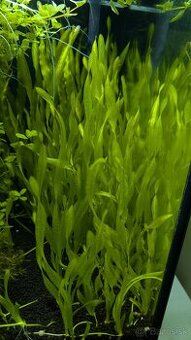 Vallisneria spiralis - Nenáročná akváriová rastlina