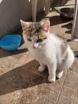 Darujem odrastené mačiatka.